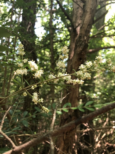 Waxyleaf privet (Ligustrum quihoui)
