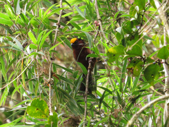 Catamblyrhynchus diadema