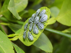 Cappaea taprobanensis