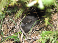 Vipera seoanei