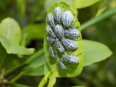 Cappaea taprobanensis