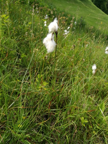 Common Cottongrass