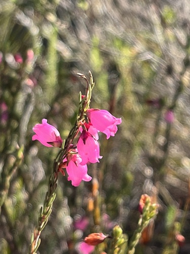 Image of Erica axilliflora by (c) Charleen Brunke, some rights reserved (CC BY)