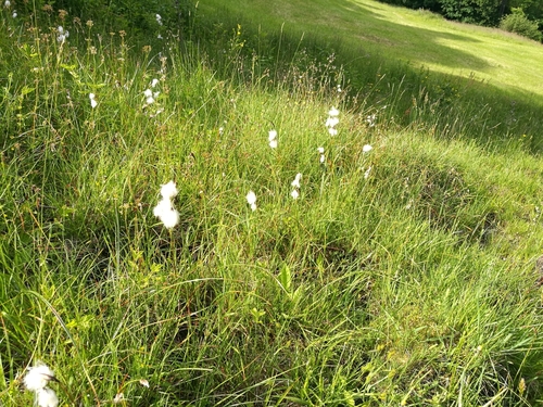 Common Cottongrass