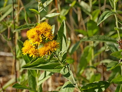 Pentanema germanicum