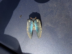 Julodis fimbriata fimbriata