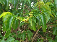 Vangueria