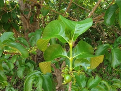 Vangueria