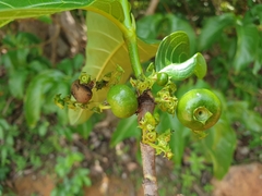 Vangueria