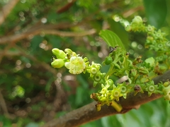Vangueria