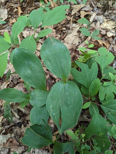 Convallaria pseudomajalis (Convallaria pseudomajalis)