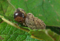 Tenthredo ferruginea