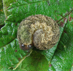 Tenthredo ferruginea
