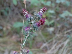 Ptilostemon strictus