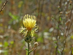 Centaurea salonitana
