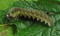 Tenthredo ferruginea