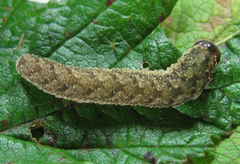 Tenthredo ferruginea
