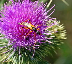 Strangalia attenuata