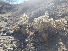 Cylindropuntia chuckwallensis