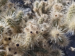 Cylindropuntia chuckwallensis