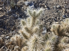 Cylindropuntia chuckwallensis
