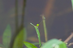 Ischnura capreolus