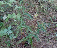 Ptilostemon strictus