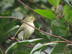 Zimmerius chrysops