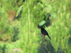 Hypopyrrhus pyrohypogaster