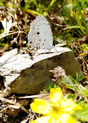 Megisba malaya sikkima