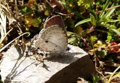 Megisba malaya sikkima