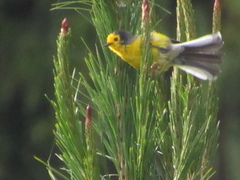 Myioborus ornatus