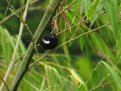 Loriotus luctuosus