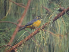 Anisognathus lacrymosus