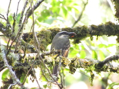 Myiodynastes hemichrysus