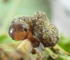 Tenthredo ferruginea