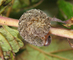Tenthredo ferruginea