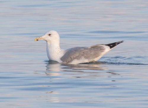 Gaviota del Caspio (Larus cachinnans)