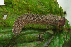 Tenthredo ferruginea