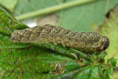 Tenthredo ferruginea