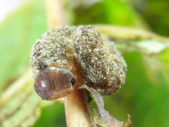 Tenthredo ferruginea