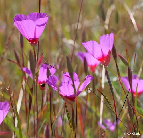 Ruby Chalice Clarkia