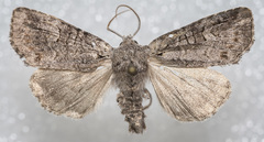 Xylenini