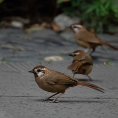 White-Browed Laughingthrush photo 2