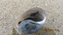 Bulla gouldiana