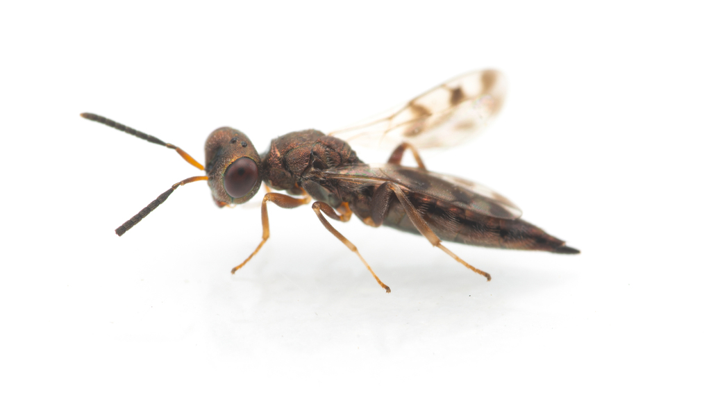 Plutothrix trifasciata