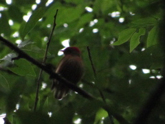 Machaeropterus striolatus