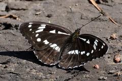 Limenitis helmanni