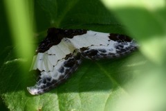 Mesoleuca albicillata