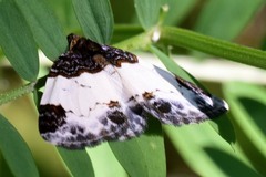 Mesoleuca albicillata